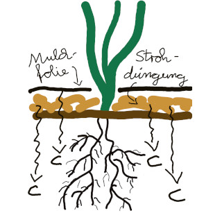 Kompostino Strohdüngungund Mulchfolien legen Stickstoff im Boden fest